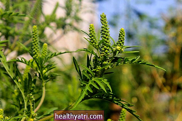 All About Ragweed Allergy