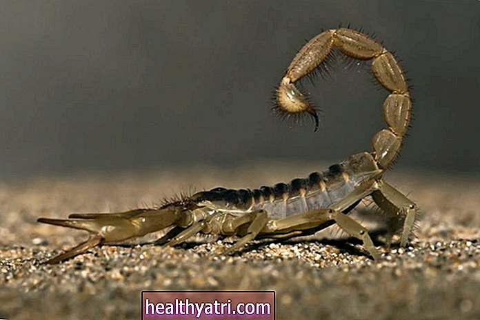 Alergijos, susijusios su skorpionu, įtaka