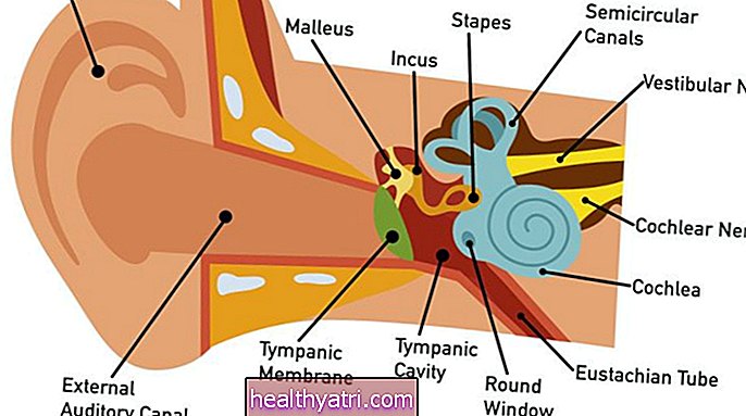 Vidurinės ausies anatomija
