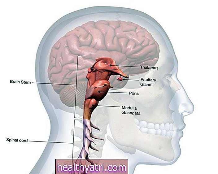 La anatomía del tronco encefálico