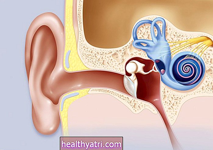Anatomien til cochlea