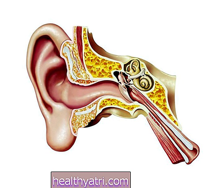 La anatomía del oído interno