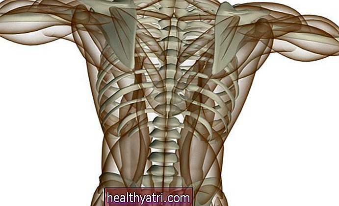 La anatomía de los músculos de la espalda