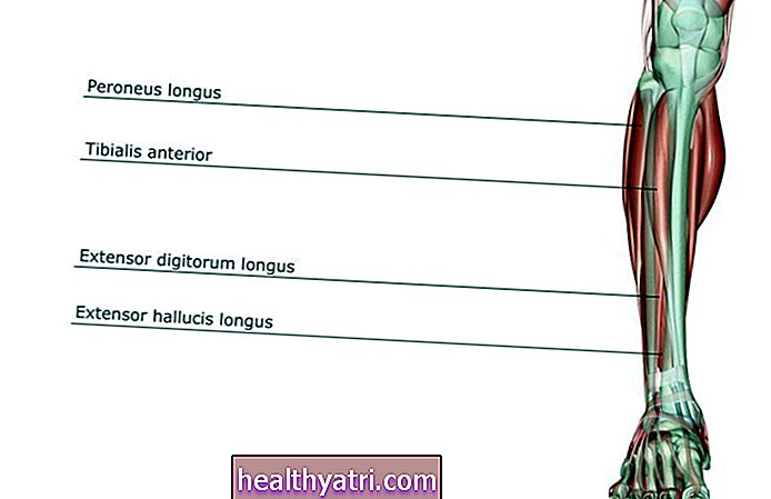 Anatomi - Anatomien til Peroneus Longus-muskelen