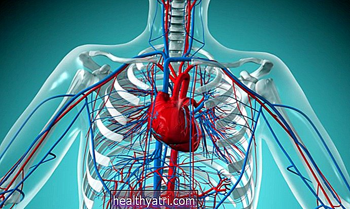 Plaučių venos anatomija