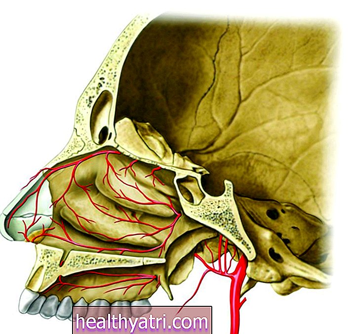L'anatomie de l'artère sphénopalatine