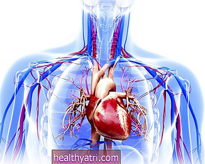 El corazón: anatomía, función y condiciones