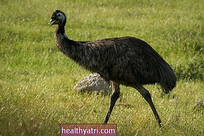 Blue-Emu Antidoloric topic