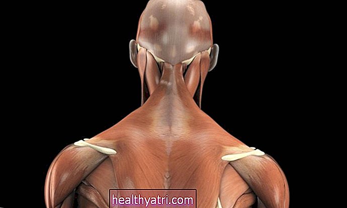 Anatomija zunanjih mišic hrbta