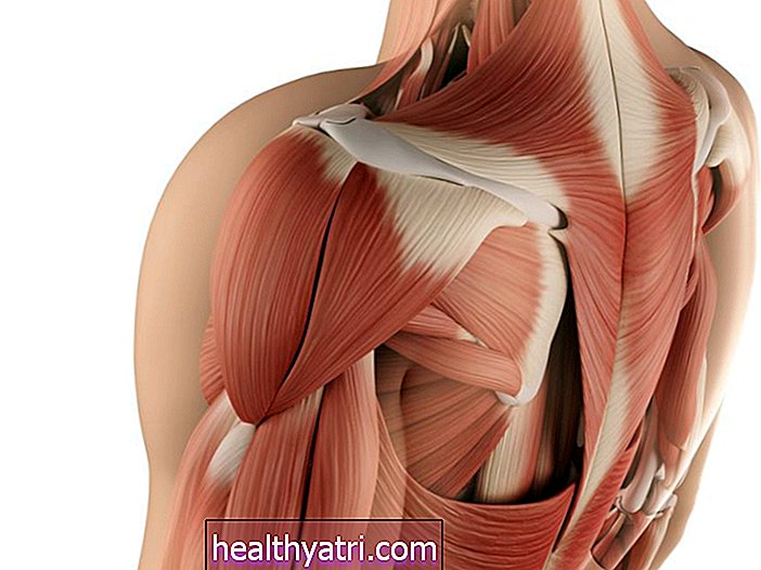 Overfladisk lag av de iboende ryggmusklene
