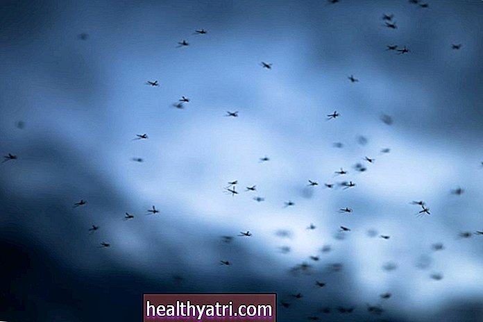 Florida atbrīvos 750 ģenētiski modificētus odus, lai apturētu slimību izplatīšanos