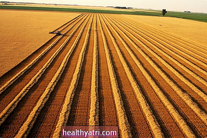 Ako vedci vyvíjajú pšenicu a arašidy bez alergie