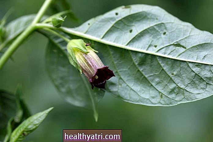 Los beneficios para la salud de la belladona