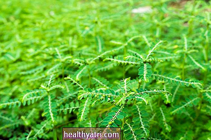 Phyllanthus veselības ieguvumi