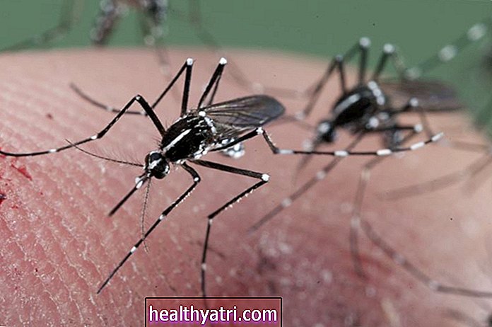 De vanligaste myggburna sjukdomarna