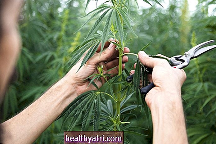 ¿Qué es el cannabis?