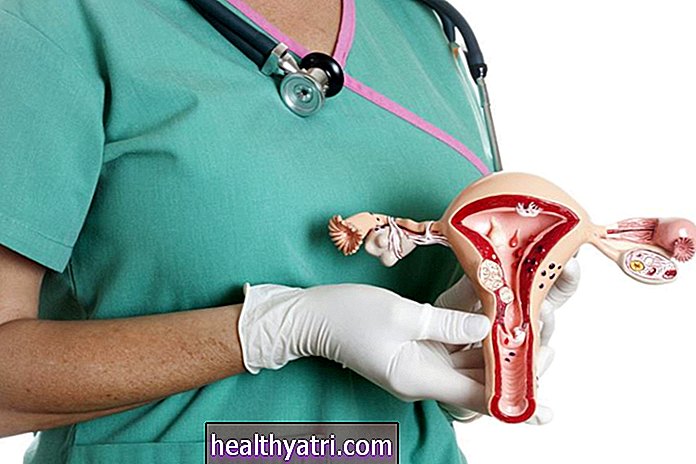 Los órganos reproductores femeninos externos e internos