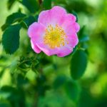 A Closer Look at Mountain Rose Herbs