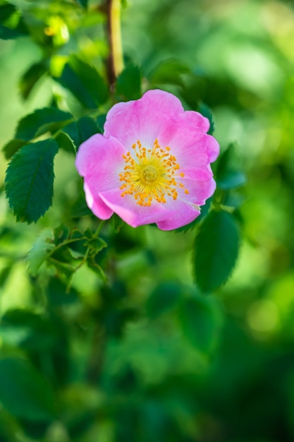 A Closer Look at Mountain Rose Herbs