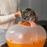 Alternative Flea Solutions for Pets