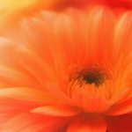 Calendula: Skin Healing, Insect Bite Relief, Cancer Prevention, and Beyond