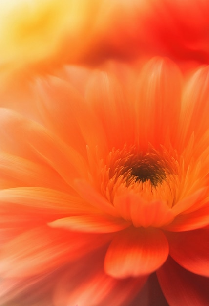 Calendula: Skin Healing, Insect Bite Relief, Cancer Prevention, and Beyond