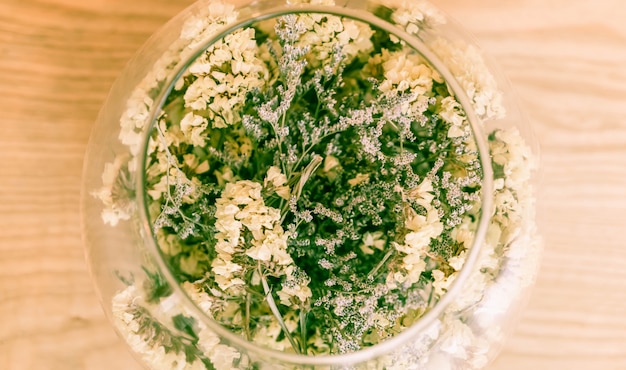 Chamomile: An In-Depth Herbal Overview