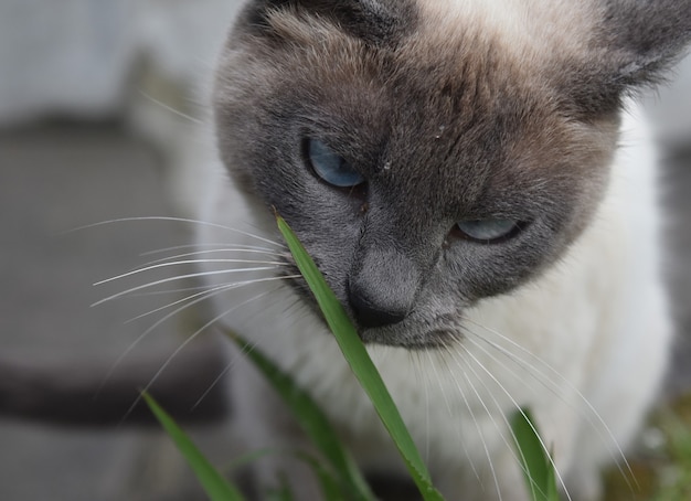 Crafting Your Own Feline Delights