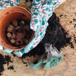 Crafting Your Own Potting Soil Blend for Indoor and Container Plants