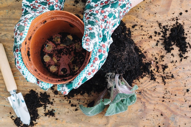 Crafting Your Own Potting Soil Blend for Indoor and Container Plants