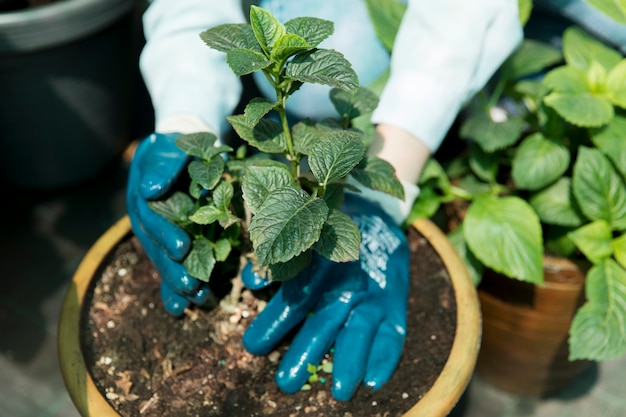 Cultivating Sprouts Right in Your Kitchen