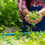 Cultivating Your First Organic Garden: A Beginner’s Guide