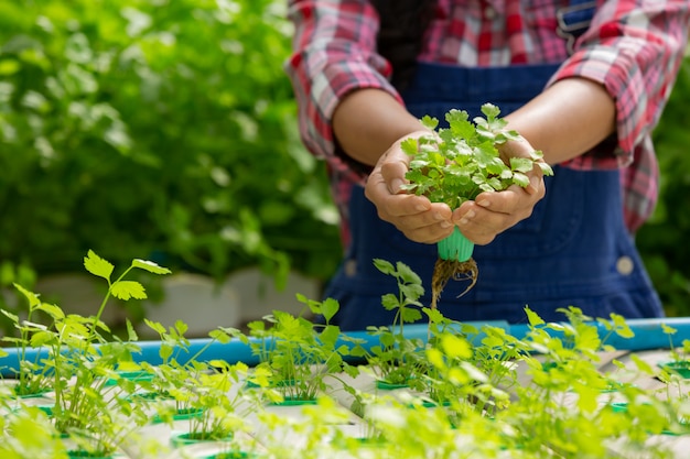 Cultivating Your First Organic Garden: A Beginner's Guide