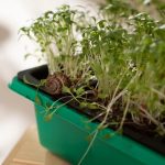 Cultivating Your Own Microgreens: A Guide to Thriving Greens