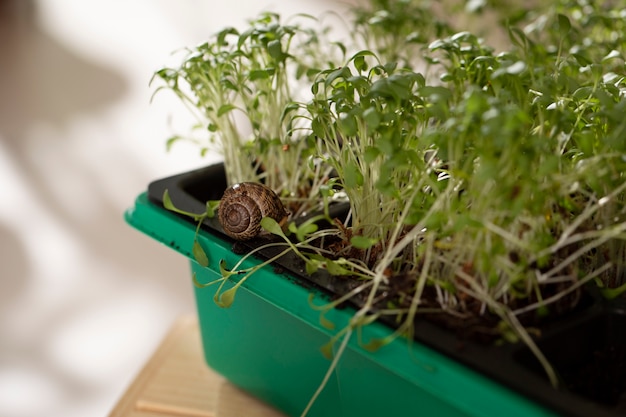 Cultivating Your Own Microgreens: A Guide to Thriving Greens