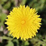 Dandelion Root: A Hidden Gem in Your Garden with Numerous Advantages