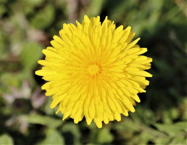 Dandelion Root: A Hidden Gem in Your Garden with Numerous Advantages