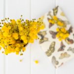 Delving into the Wonders of Feverfew: Relief for Fevers, Migraines, and Inflammation