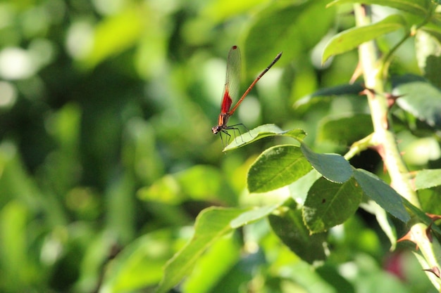 Eco-Friendly Ways to Manage Garden Pests: Natural Solutions