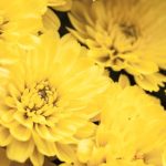 Exploring the Arnica Herb: A Detailed Overview