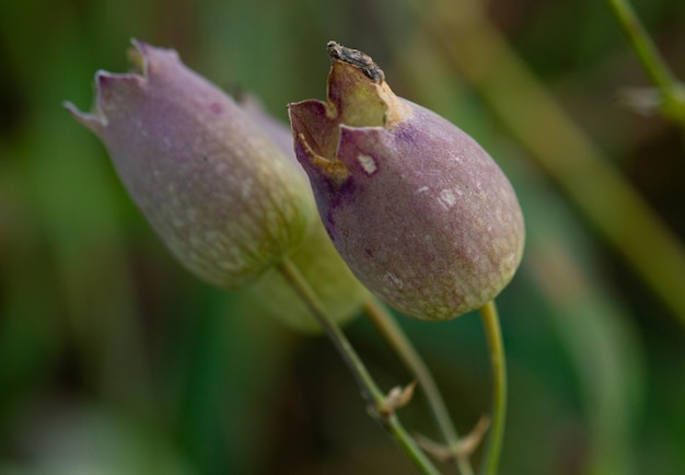 Exploring the Characteristics of Plantain Herbs