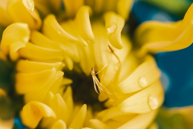 Harnessing the Science-Driven Advantages of Bee Pollen for Allergies, Inflammation, and Beyond