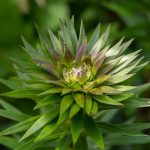 How to Craft Your Own Chickweed Healing Balm