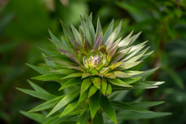 How to Craft Your Own Chickweed Healing Balm