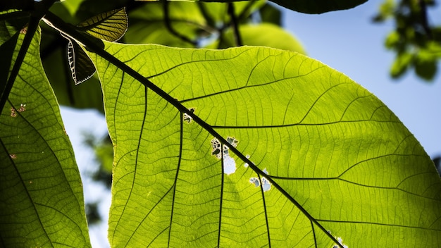 Natural Solutions to Soothe Poison Ivy Itch