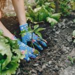 Reviving the Spirit of Victory Gardens