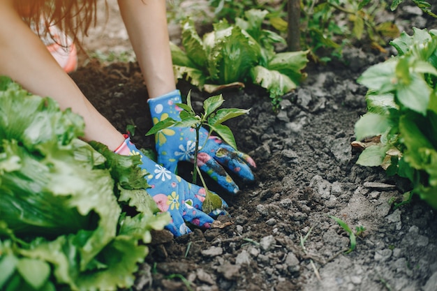 Reviving the Spirit of Victory Gardens