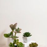 Top Indoor Plants for Cleaner Air