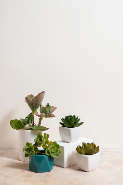 Top Indoor Plants for Cleaner Air